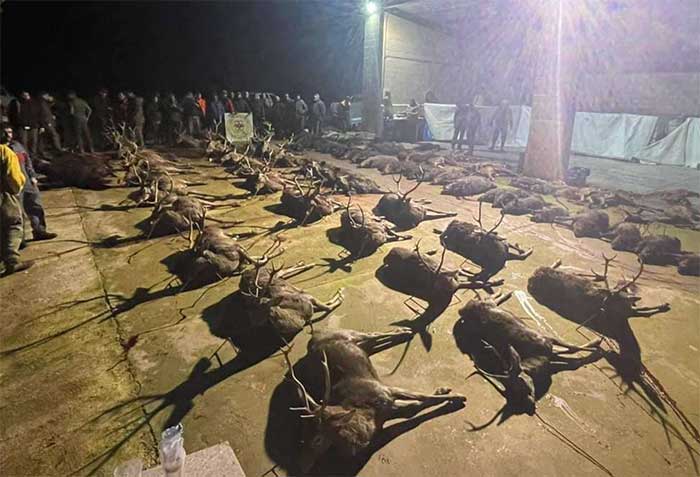 Chaqueta Caza Blaser