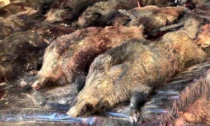 Chaqueta Caza Blaser