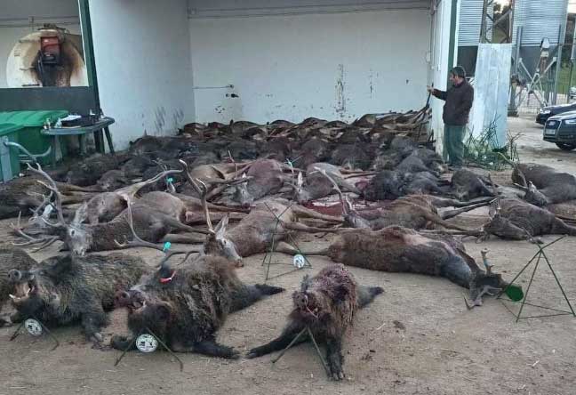 Chaqueta Caza Blaser