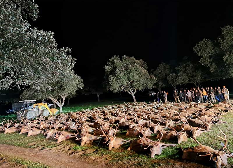 Resultado Montería El Campillo 2023 Cinegética Cordobesa