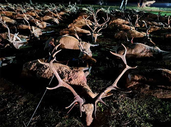 Chaqueta Caza Blaser