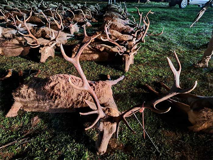 Chaqueta Caza Blaser