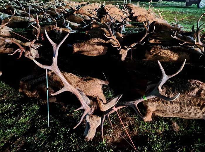 Chaqueta Caza Blaser