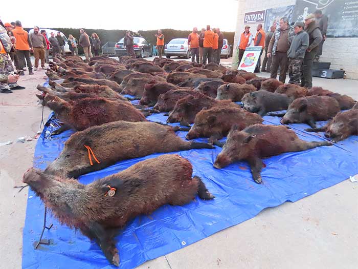 Chaqueta Caza Blaser