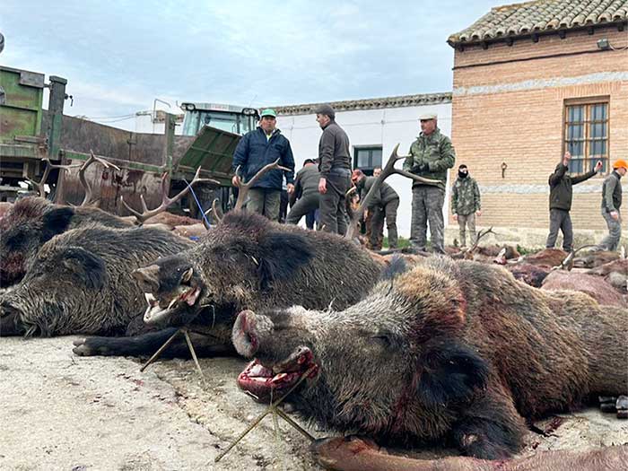 Chaqueta Caza Blaser