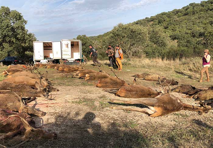Chaqueta Caza Blaser