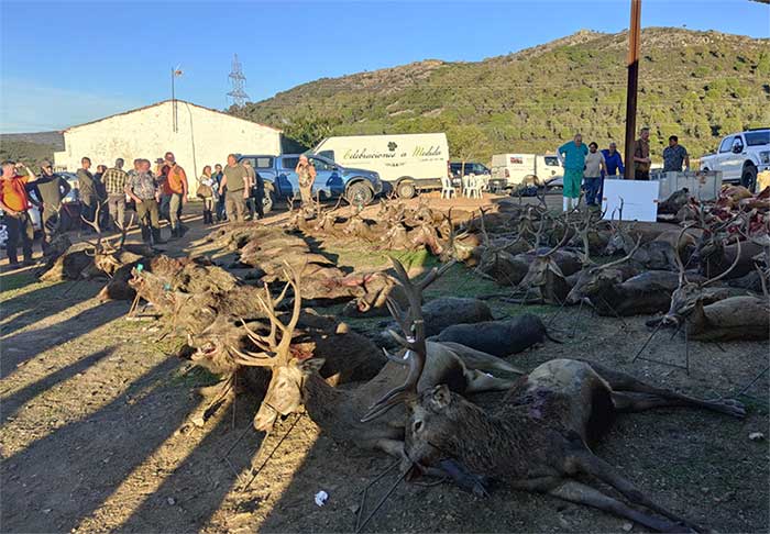 Chaqueta Caza Blaser