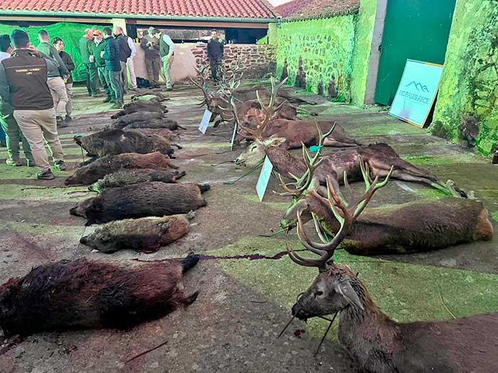 Chaqueta Caza Blaser