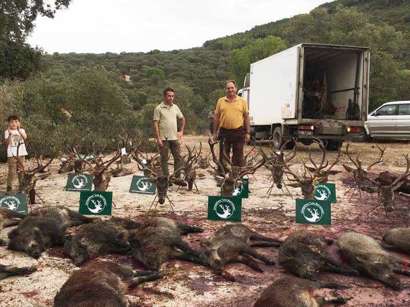 Resultado Montería El Villarejo 2022 Cinegética Los Barrancos