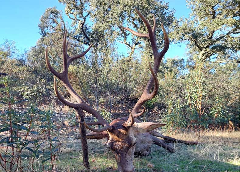 Chaqueta Caza Blaser