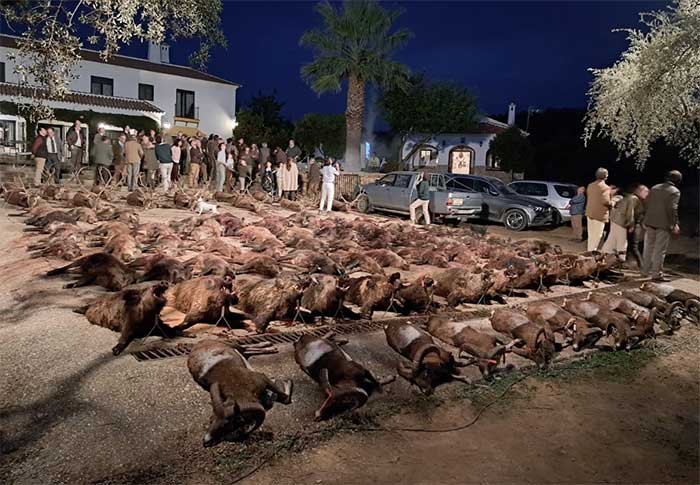 Resultado Montería Fuente la Virgen 2022 Cinegética Cordobesa