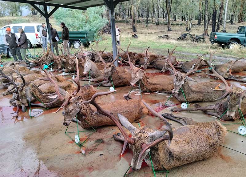 Chaqueta Caza Blaser