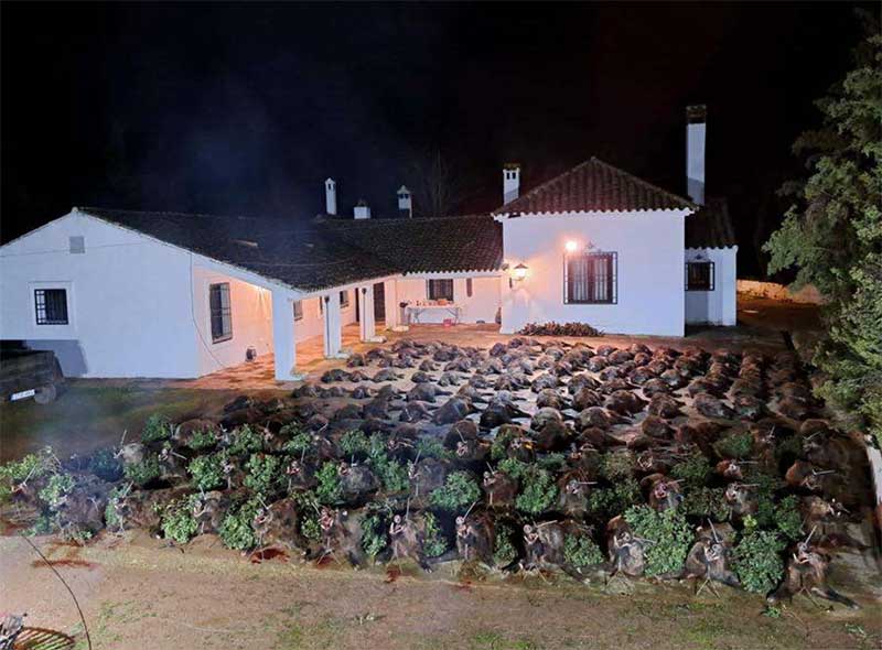 Chaqueta Caza Blaser