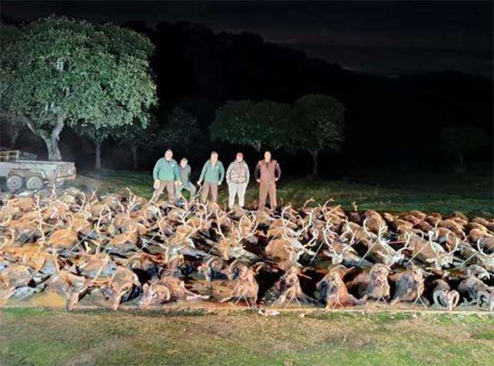 Resultado Montería Jabardillo 2022 Cinegética Cordobesa