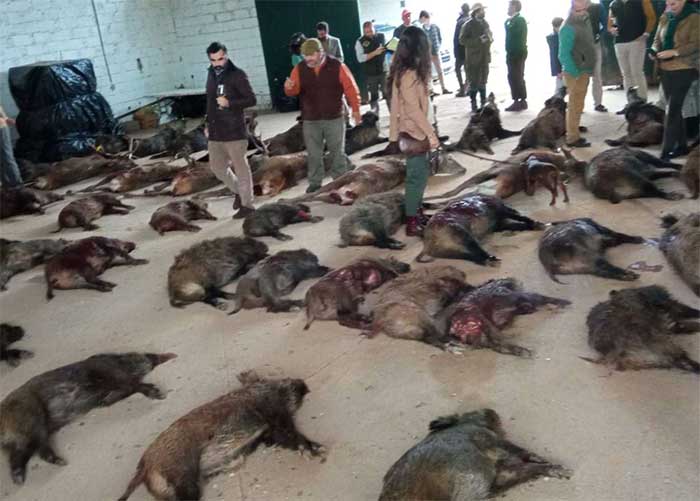 Chaqueta Caza Blaser