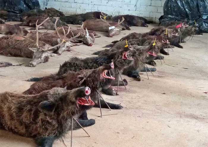 Chaqueta Caza Blaser