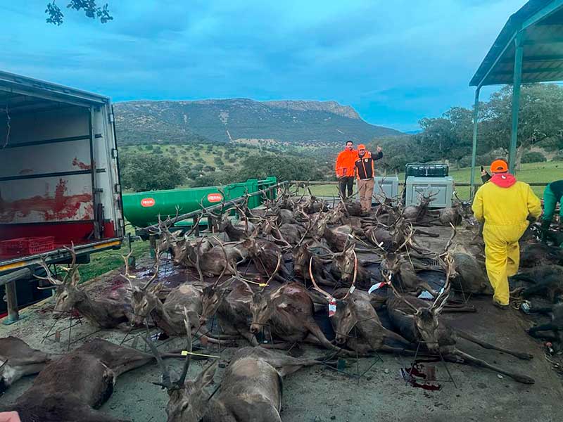 Chaqueta Caza Blaser