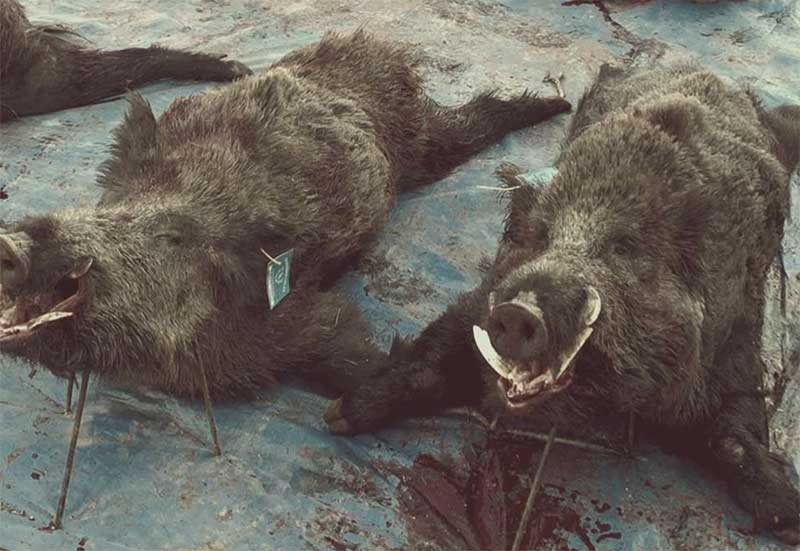 Resultado Montería La Castellana 2023 Sierracaza