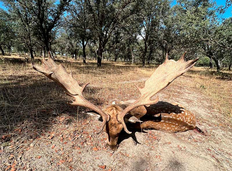 Resultado Montería La Cepilla 1 2022 Cinegética Cijara