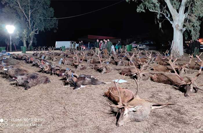 Chaqueta Caza Blaser