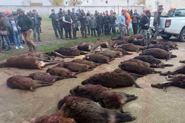 Chaqueta Caza Blaser