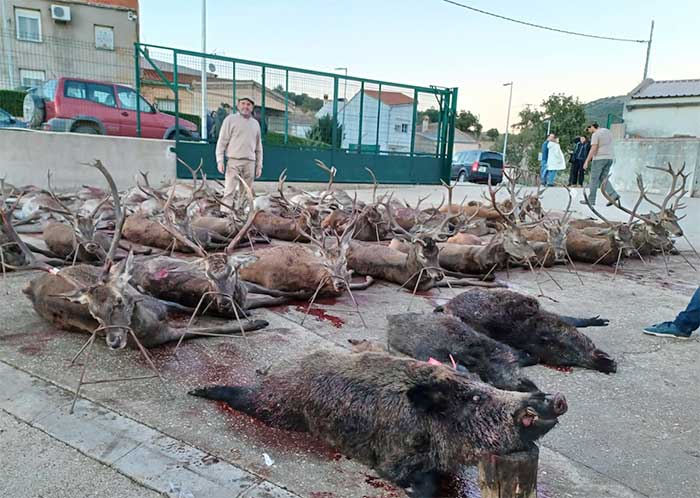 Resultado Montería La Marañosa 2022 Cinegética Luis Tano