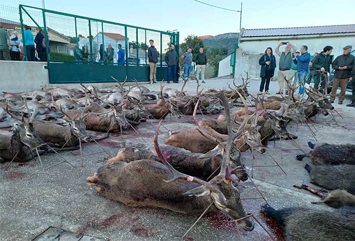 Chaqueta Caza Blaser