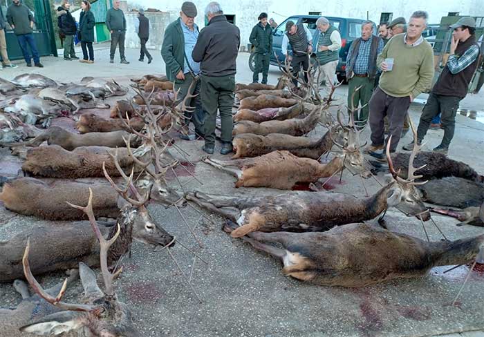 Chaqueta Caza Blaser
