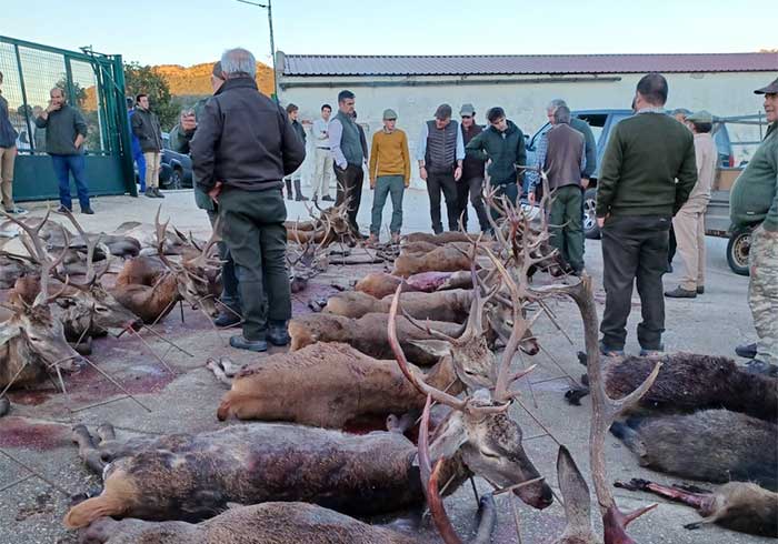 Chaqueta Caza Blaser