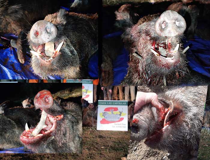 Chaqueta Caza Blaser