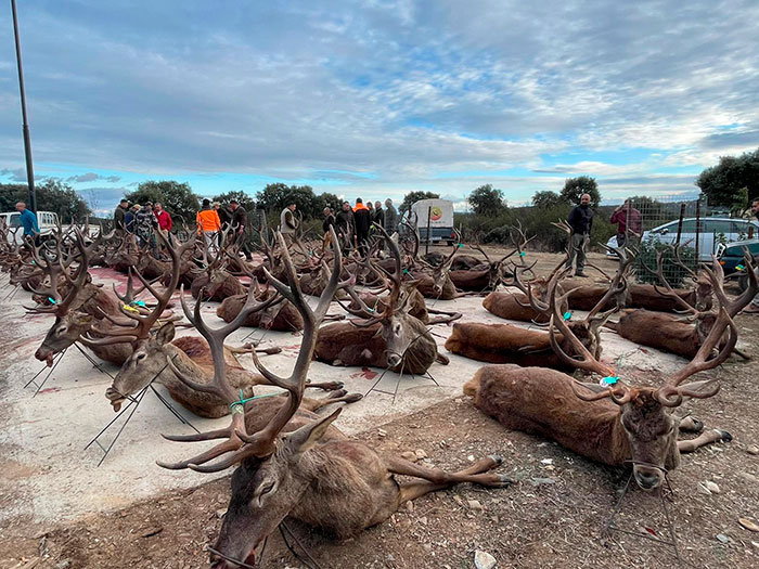 Chaqueta Caza Blaser