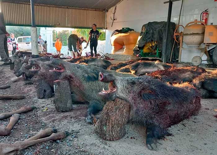 Chaqueta Caza Blaser