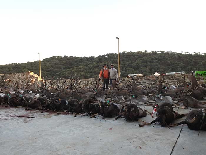 Chaqueta Caza Blaser