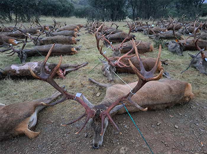 Chaqueta Caza Blaser