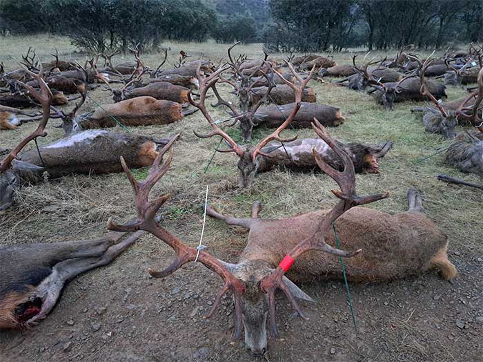 Chaqueta Caza Blaser