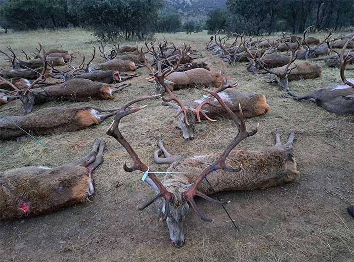 Chaqueta Caza Blaser