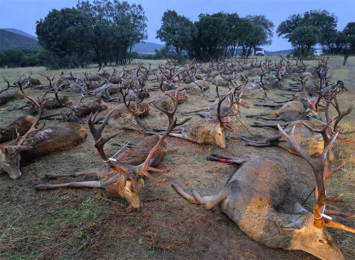 Chaqueta Caza Blaser