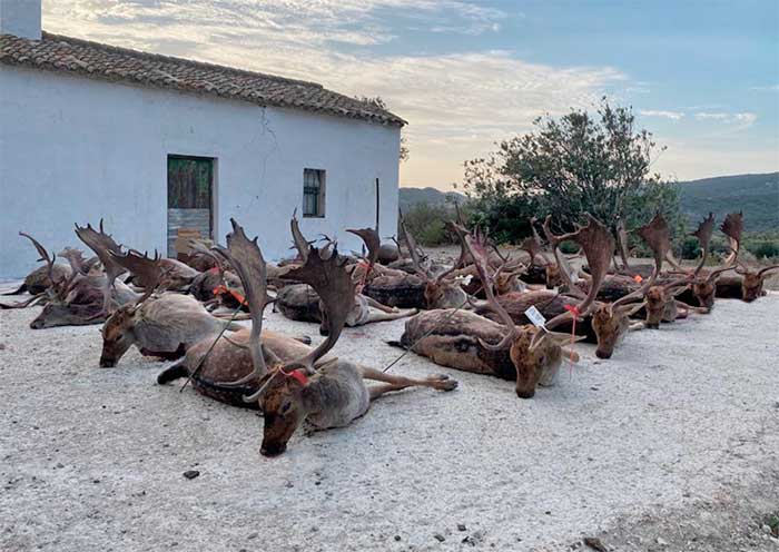 Chaqueta Caza Blaser