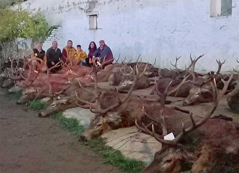 Chaqueta Caza Blaser