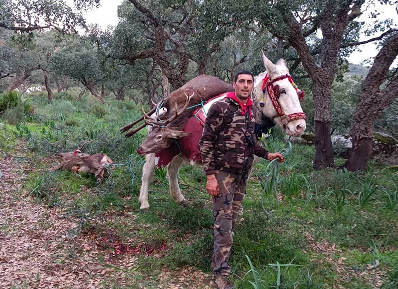 Chaqueta Caza Blaser