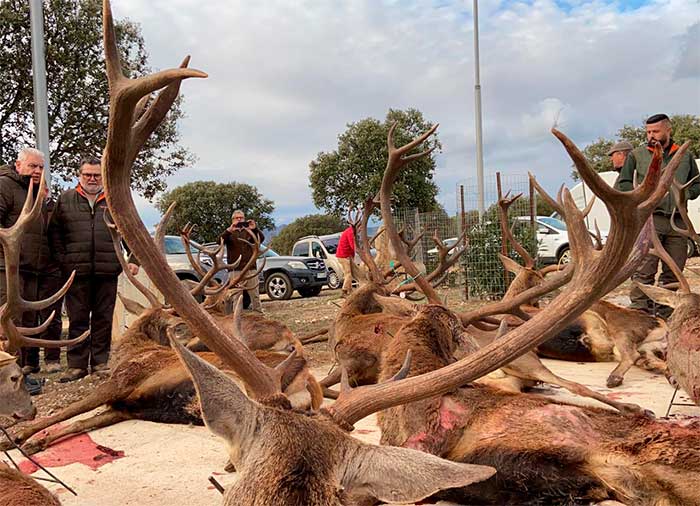 Chaqueta Caza Blaser