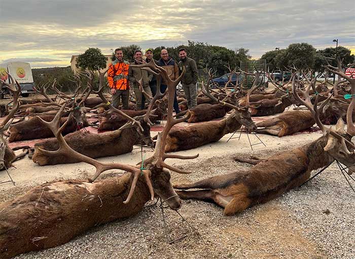 Chaqueta Caza Blaser