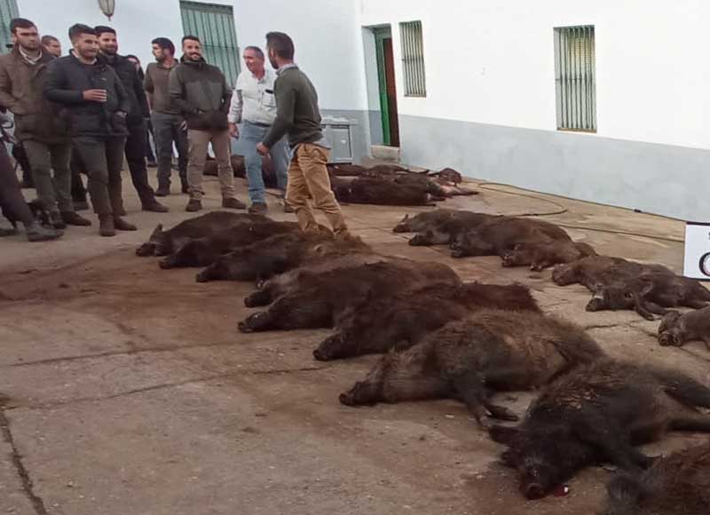 Chaqueta Caza Blaser