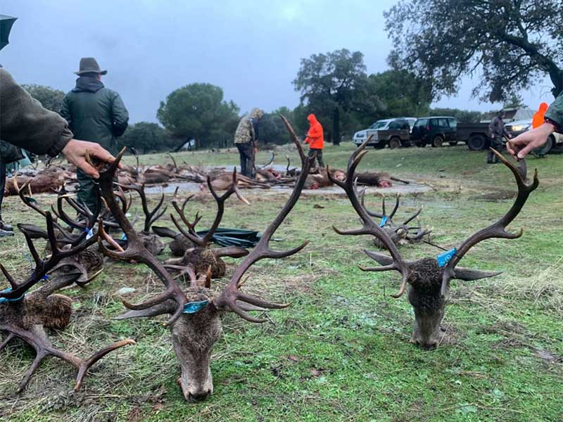 Resultado Montería Los Engarbos 2022 Sierracaza