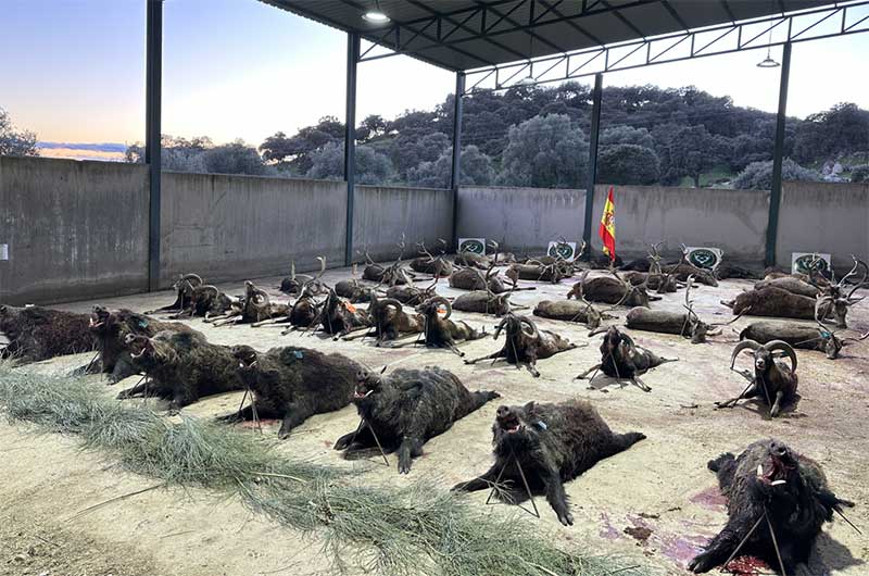 Chaqueta Caza Blaser