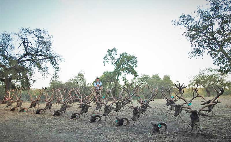 Chaqueta Caza Blaser