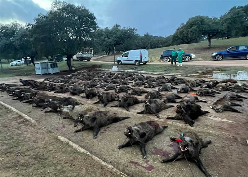 Chaqueta Caza Blaser