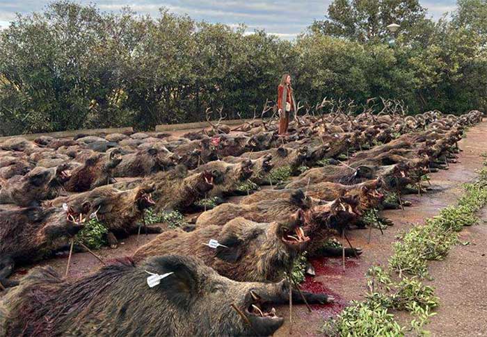 Chaqueta Caza Blaser