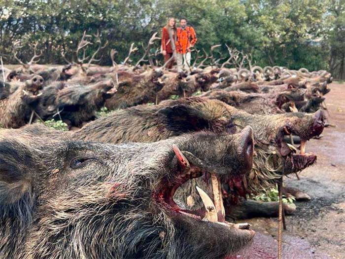 Chaqueta Caza Blaser