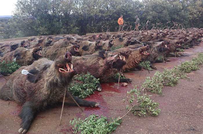 Chaqueta Caza Blaser